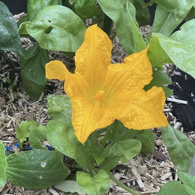 Semis de courgette, essai de 2024 a la lumière des erreurs des années passées