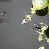 La limnée, un escargot aquatique qui vit dans la mare de mon jardin !