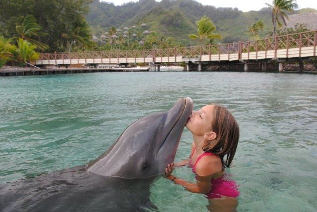 photos de dauphins en captivité à l'intercontental de Mooréa: idéal pour les enfants...