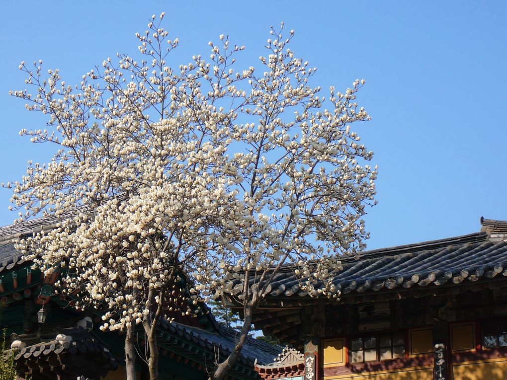 Escapade du samedi 24 avril 2010 avec Flo.
Temple de Haeinsa, proche de Daegu