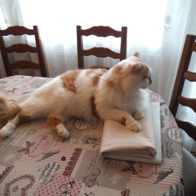 le plus gentil des chats : Lilou 