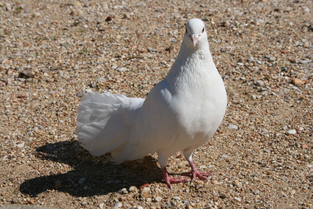 Des photos que j'ai prises qui sont devenues mes fonds d'écrans.