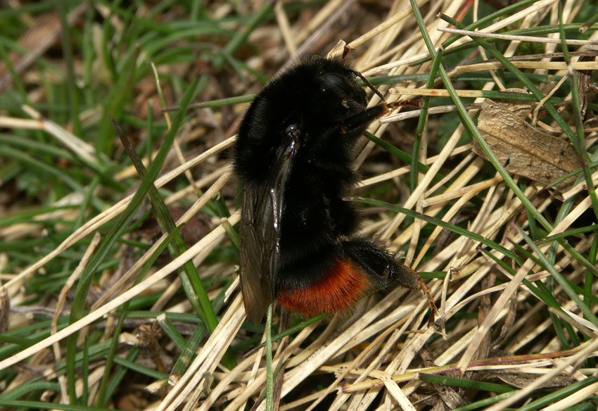 Quelques photos d'abeilles - au sens large - les Apoidea, la super famille, avec près d'un millier d'espèces connues rien qu'en France !... plus de 20 000 dans le monde, mais il en reste plein, plein à découvrir... ;-)

<div style='width:450;di