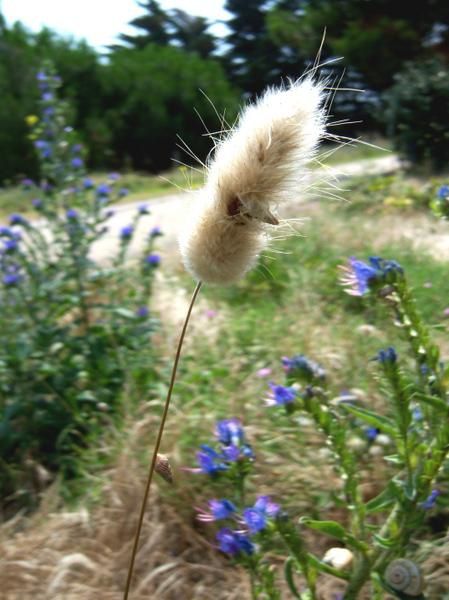 Album - Nature fleurs et insectes