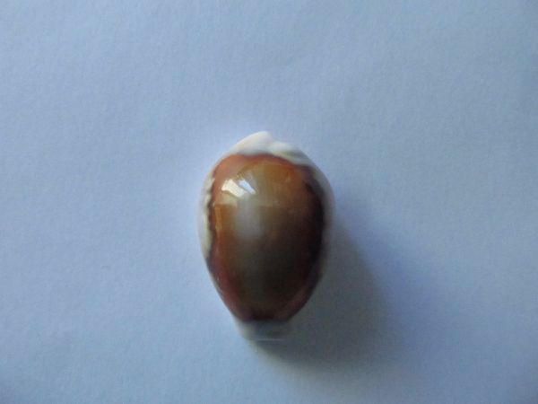 CYPRAEA : NEOBERNAYA SPADICEA