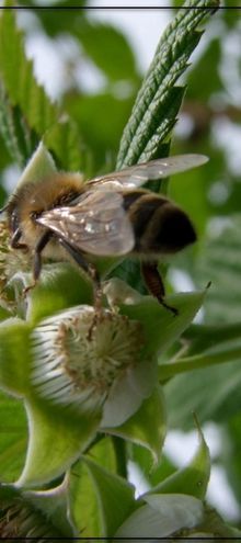 Quand fleurissent les framboisiers … Les abeilles abandonnent les autres fleurs.