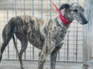 levrier d'espagne a adopter a l'association sos chiens galgos