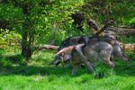 Loups vosgiens: A La Bresse, le loup va toujours par deux!