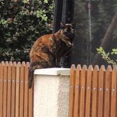 灯台町の猫♡Chat de la ville du Phare - フランス猫のミケ Miké, le chat français