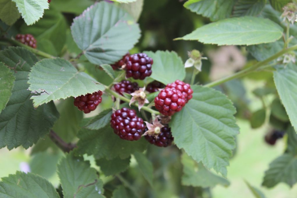 La ferme,ses champs de fraises et pas que, son shop et ses clients!