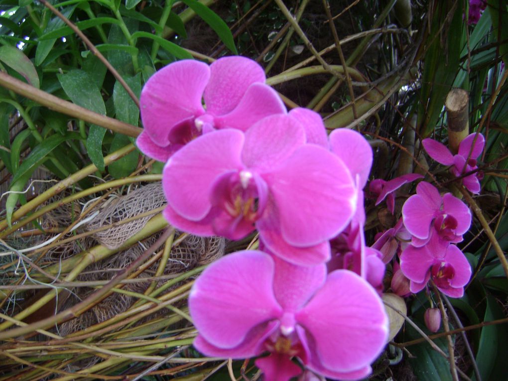 Album - Exposition orchidées