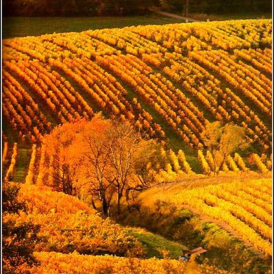 Le Revermont - Jura - Les vignes