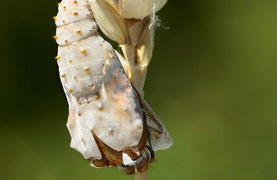 Emergence d'un papillon hors de sa chrysalide, toutes les images.