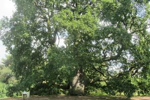 Les arbres de Kew