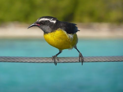 La réserve naturelle de Petite Terre