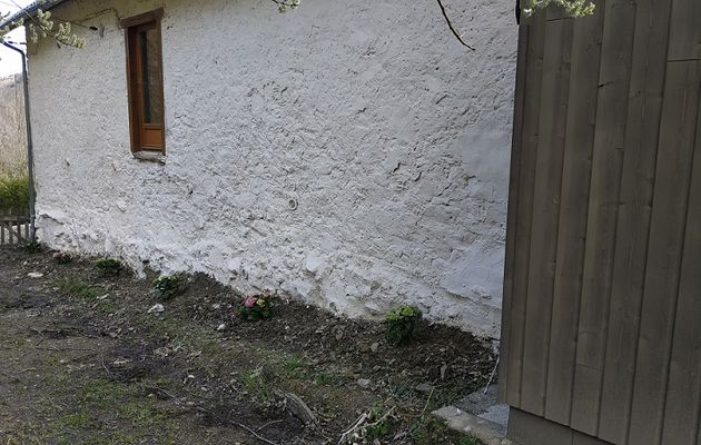 Des hortensias derrière  la maison