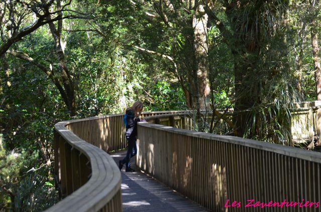 Wangarai et le début dui Parc des Kauri géants...