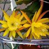 Epiphyllum Hum Dinger