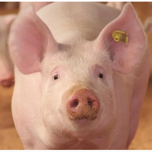 De la viande de porc génétiquement modifiée pourrait bientôt se trouver dans les supermarchés aux États-Unis d'Amérique