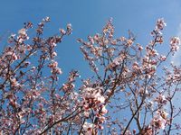 Le printemps arrive à Gap