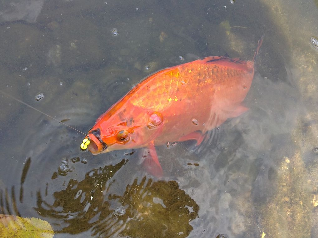 Une série de photos de carpes prise a la mouche