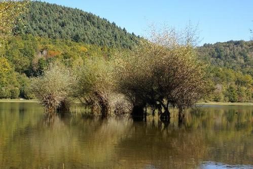 Groupe d'arbres au milieu d'un lac - Photo M@rie