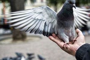 Les pigeons éduqués "malfrats" -