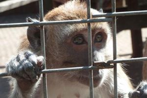 Justice pour les singes