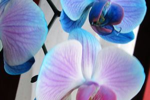 Blaue Orchidee zum zweiten