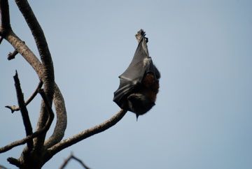 Album - Jardin botanique