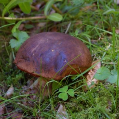 La couleur du bolet