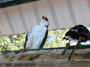 Zoo de Beauval : les spectacles : rapaces et aigles en vol libre
