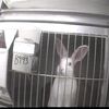 STOP à l'expérimentation animale au Royaume Uni !!!
