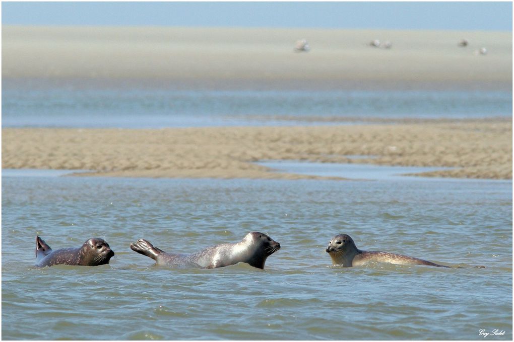 Album - Phoques Baie d'Authie