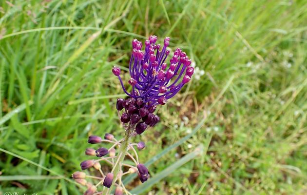 Le muscari à toupet