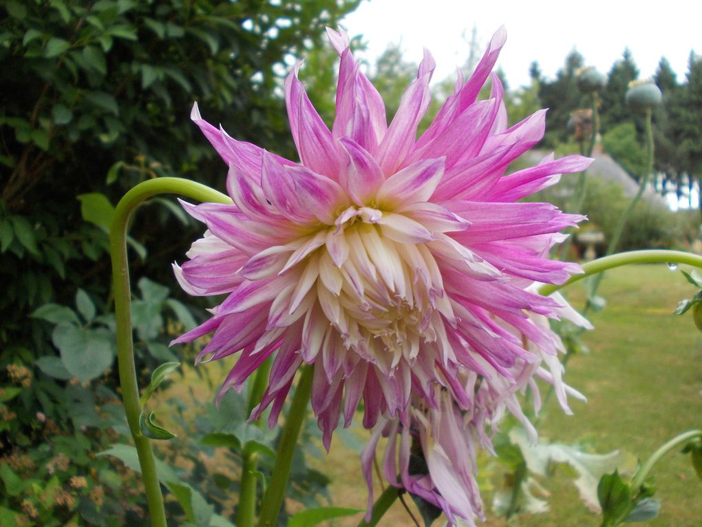 MES DAHLIAS