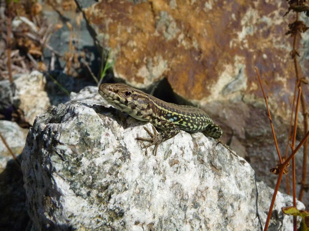 Une semaine de vacance en Corse... mais sans canne!!! A mettre dans la valise pour la prochaine fois