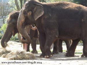 Zwergflusspferde Debby und Toby, Warzenschwein, Braunbären, Nyala, Panzernashorn, Elefantendamen