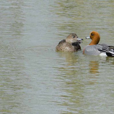 Couple de fuligule milouin