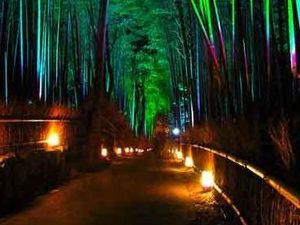 La superbe forêt de Bambous de Sagano, Japon