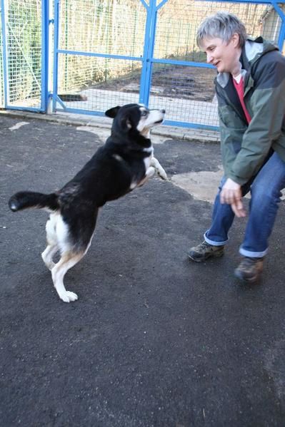 Femelle croisée Husky de trois ans à adopter.