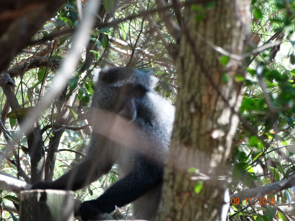 Mon voyage en Afrique du Sud  Nov.2015 :5e et 6e jour 