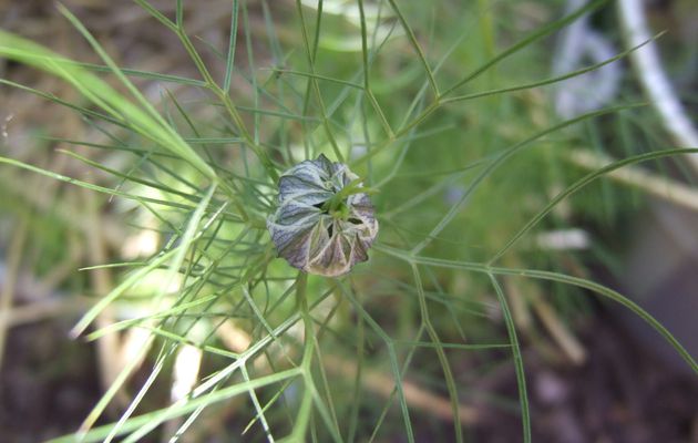 Fleurs de Nigelle