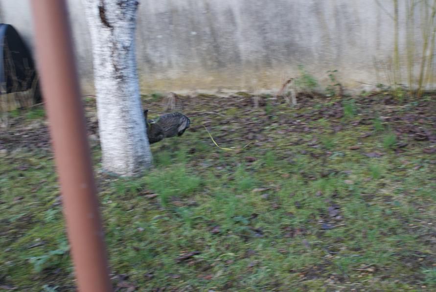 Des photos de Toupie mais aussi de mes deux lapins décédés : Chocolate et Mouchoir.