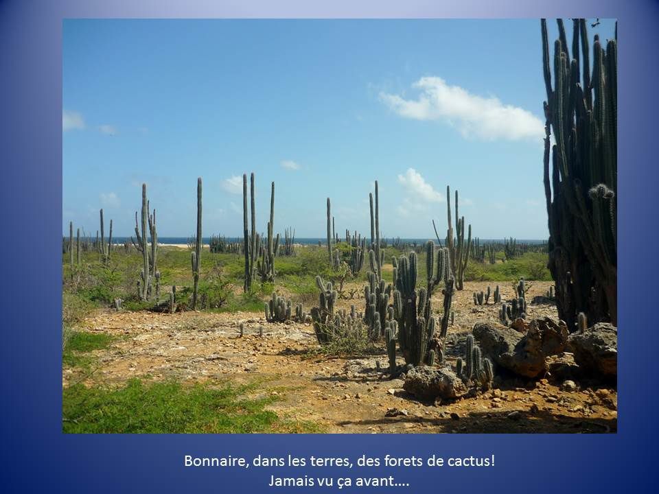 Cahier de bord : à Bonaire, les flamingos sont à la Oktoberfest !