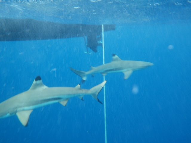 première photos de plongée avec nos amis les requins...