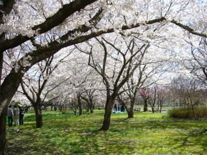 Sakura season