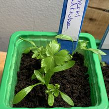 Enième essai de semis de "persil mitsuba"" dans le micro jardin urbain, essai de 2024