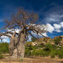 Les baobabs menacés d'extinction en Afrique du Sud 