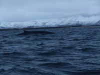 Ils font partie des plus grands mammifères de la planète. Furtifs, ils sillonnent le fjord parfois non loin de la côte.